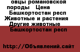 овцы романовской породы › Цена ­ 5 000 - Башкортостан респ. Животные и растения » Другие животные   . Башкортостан респ.